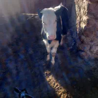 گاو|حیوانات مزرعه|بجنورد, |دیوار