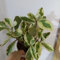 مرجان.آگلونما.قاشقی و..
