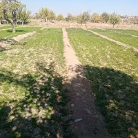 زمین کشاورزی|فروش زمین و ملک کلنگی|تربتحیدریه, پائین ولایت|دیوار