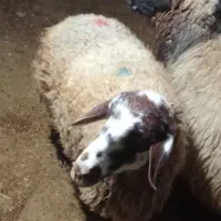 دو عدد گوسفند سرحال سالم|حیوانات مزرعه|شباب, |دیوار