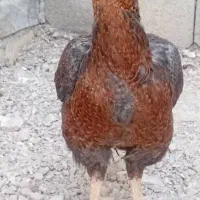 فروش خروس لاری اصیل