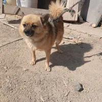 واگذاری سگ پاپی نژاددار|سگ|برخوار, |دیوار