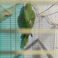 طوطی ملنگو|پرنده|بندرعباس, |دیوار