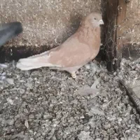 کبوتر زرد و سرخ|پرنده|اصفهان, منتظرالمهدی|دیوار