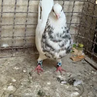 کبوتر زرین خال طلایی|پرنده|فلارد, |دیوار