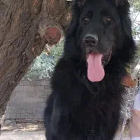 سگ ژرمن بلک