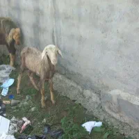 یک عدد گوسفند جوان با بره ماده بزرگ