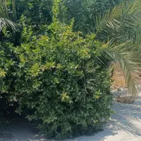 زمین چرام
