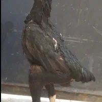 مرغ لاری اصل اوشامو