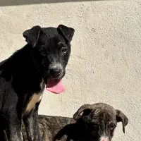 توله پیتبول نروماده سگ امریکایی