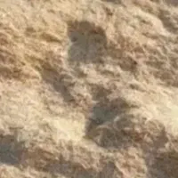 کاه فروش