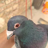 کبوتر۳|پرنده|سراوان, |دیوار