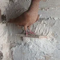 کفتر کبوتر|پرنده|اقبالیه, |دیوار