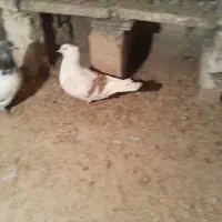 چنتا کفتر برا فروش نرم نرم هستن|پرنده|بروجرد, |دیوار