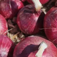 بذر پیاز قرمز درجه یک|گل و گیاه طبیعی|داران, |دیوار