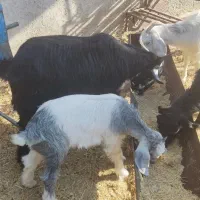 بز و کهره.کهره نر کربال|حیوانات مزرعه|شیراز, درکی|دیوار