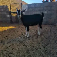 بزغاله سانن، الپاین، ماده|حیوانات مزرعه|خور (اصفهان), |دیوار