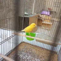 قناری نر خوب