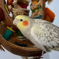 عروس هلندی نر و ماده