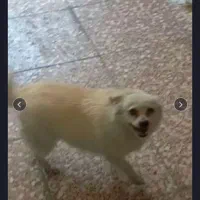 سگ پاکوتا با دو توله