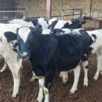 گوساله هلشتان نر و تلیسه|حیوانات مزرعه|رامند, |دیوار