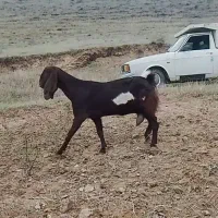 بز گلابی اصل|حیوانات مزرعه|اردبیل, |دیوار
