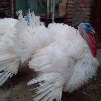 بوقلمون گوشتی فوق سنگین ارگانیک