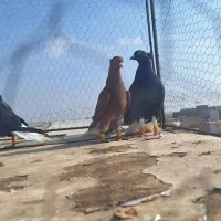 ۵تا دمسفید بشرط پرش|پرنده|الوند, |دیوار