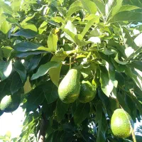 آواکادو و کامکوات|خدمات باغبانی و درختکاری|تنکابن, |دیوار