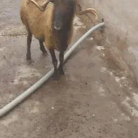 گوسفند نر (قوچ)