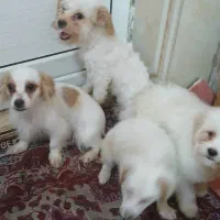 سگ خانگی