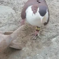 یک کله سفید گم کردم عکس نمایش است