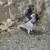 کفتر نر و ماده