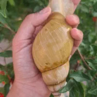 حلزون آچاتینا خونگی و طبی جوانساز صورت
