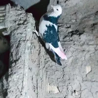 کفتر ماده|پرنده|ویسیان, |دیوار