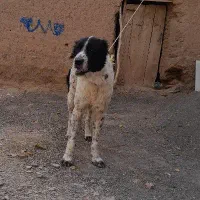سگ گله|سگ|ملکآباد, |دیوار