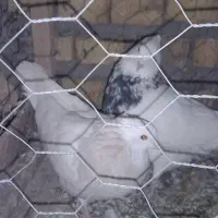 کبوتر و قفس