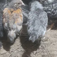 فروش نیمچه مرغ آیسبار فرانسوی