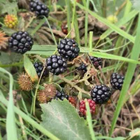 تعاونی روستایی