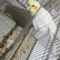 عروس هلندی نر|پرنده|بندر کنگان, |دیوار