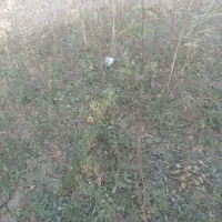 نهال زردآلو