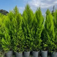 فروش درختچه فضای سبز  لاوسون، فتونیا، یاس هلندی