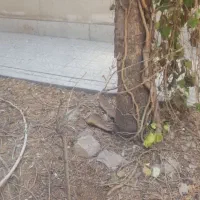 ۴۱۸بر۱۴ شمالی تک مالک