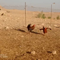 مرغ خروس|پرنده|آبدانان, |دیوار