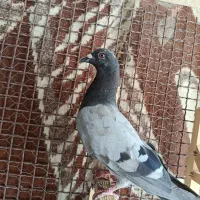 جوجه پلاکی