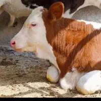 گوساله نر سمینتال