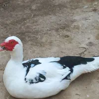 اردک اسرائیلی