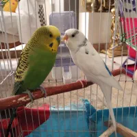 یک جفت مرغ عشق با قفس و وسایل