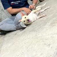 واگذاری سگ پامر اشپیتز|سگ|تهران, دارآباد|دیوار