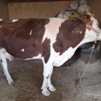 گاو سمینتال